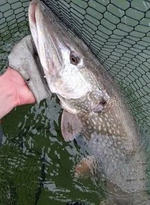 Chain Pickerel