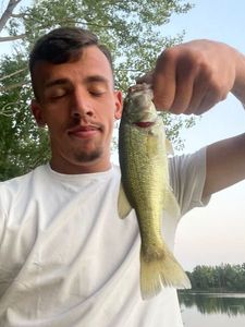 Largemouth Bass