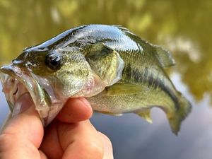 Largemouth Bass