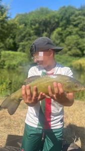 Tench