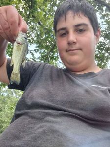 Largemouth Bass