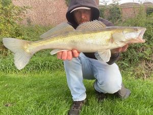 Zander