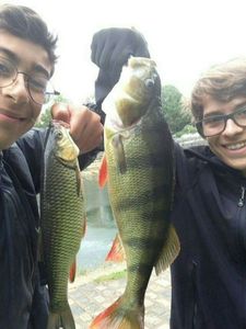 European Perch