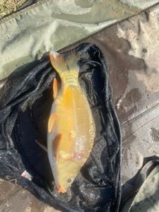 Mirror Carp