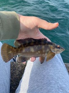 Ballan Wrasse