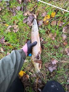 Northern Pike