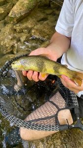 Brown Trout