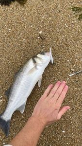 European Bass (Seabass)