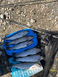 Rainbow Trout