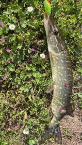 Northern Pike