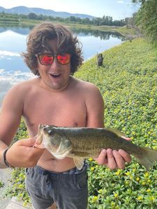 Largemouth Bass