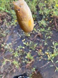 Largemouth Bass