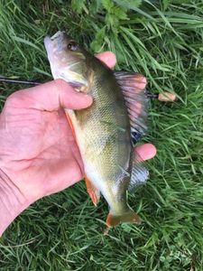 European Perch