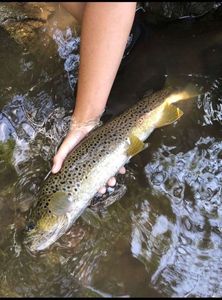 Brown Trout