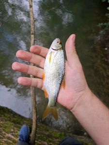 Roach