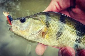 European Perch