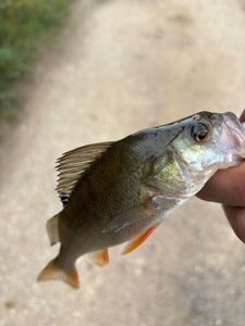 European Perch