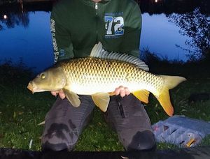 Common Carp