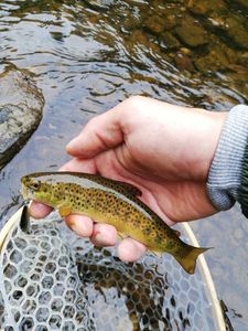 Brown Trout