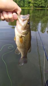 Largemouth Bass