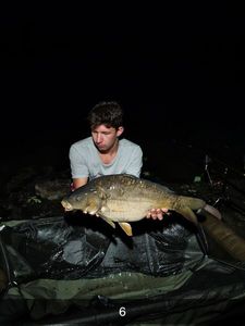 Mirror Carp