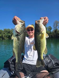 Largemouth Bass