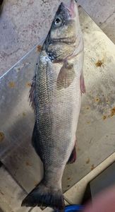 European Bass (Seabass)