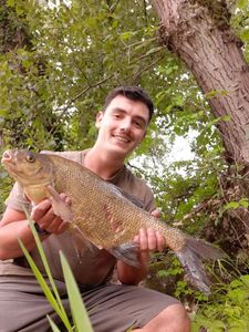 Common Bream