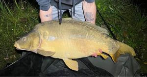 Mirror Carp