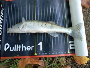 Brochet,sandre