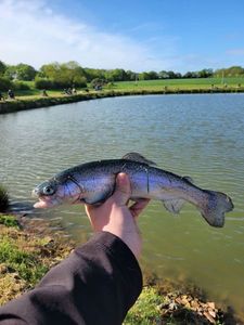 Rainbow Trout