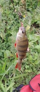 Green Sunfish