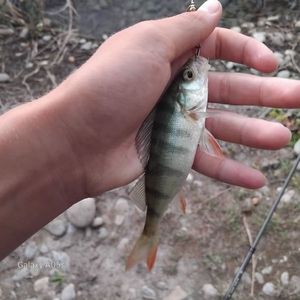 European Perch
