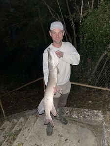 Brochet