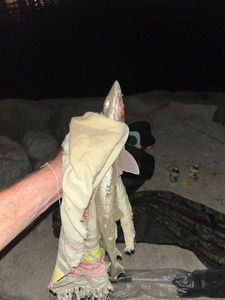 Whaler Shark