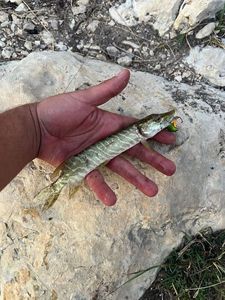 Northern Pike
