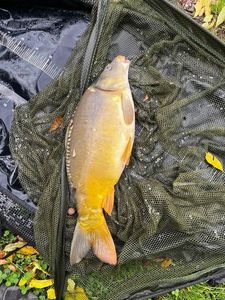 Mirror Carp