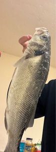 European Bass (Seabass)