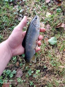 Brown Trout