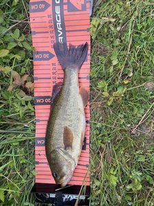 Largemouth Bass