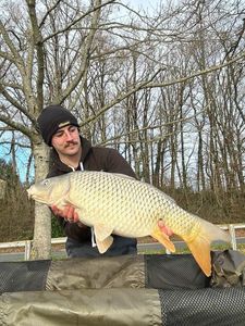Common Carp