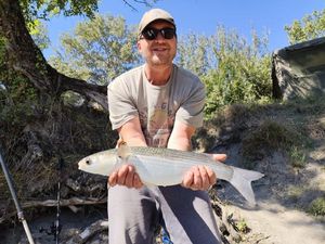 Thicklip Grey Mullet