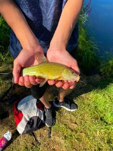 Tench