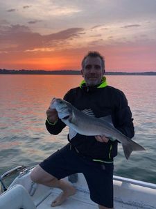 European Bass (Seabass)