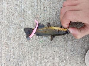 Black Bullhead