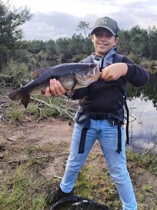 Largemouth Bass