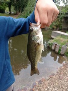 Largemouth Bass