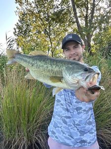 Largemouth Bass