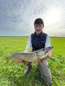 Northern Pike