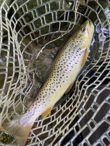 Brown Trout